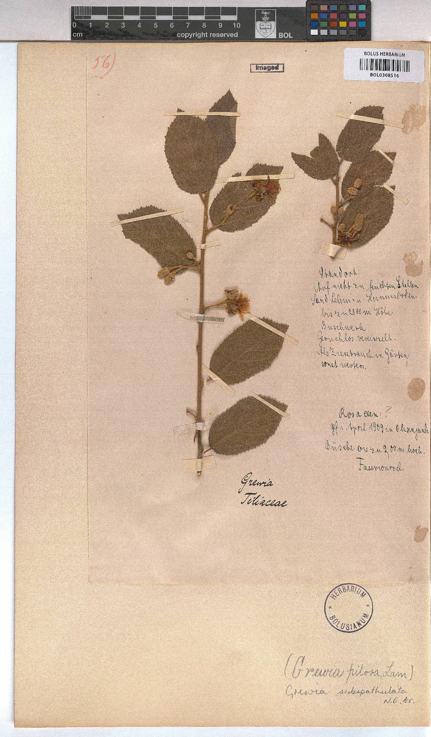 Grewia subspathulata image