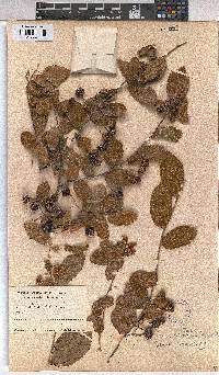 Grewia subspathulata image