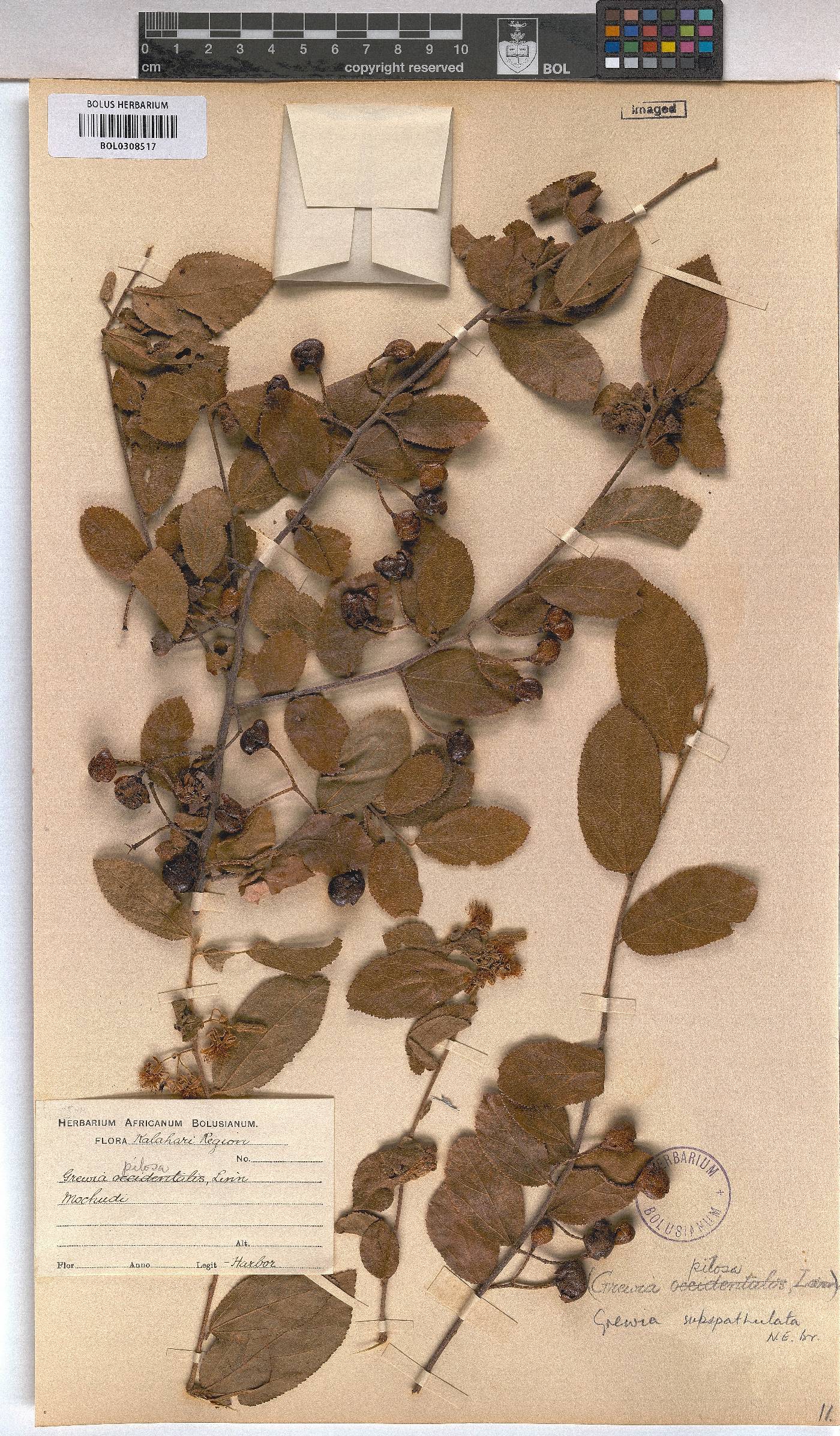 Grewia subspathulata image