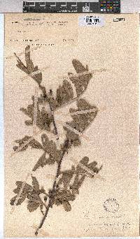 Grewia flava image