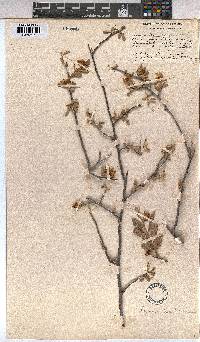 Grewia flava image