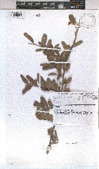 Grewia flava image