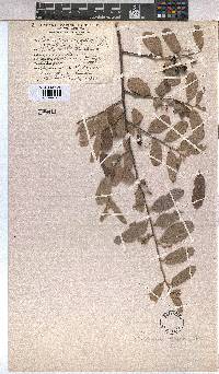 Grewia flava image