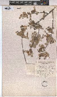 Grewia flava image