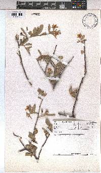 Grewia flava image