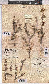 Grewia flava image