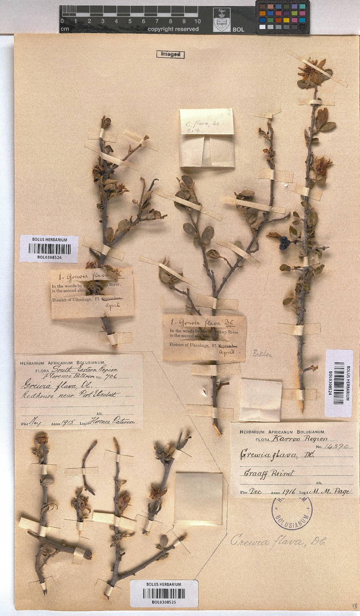 Grewia image
