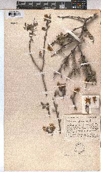 Grewia flava image