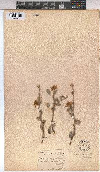 Grewia flava image