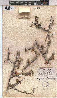 Grewia flava image