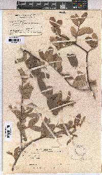 Grewia flava image