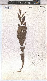 Grewia flava image