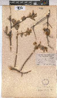 Grewia flava image