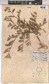 Grewia flava image