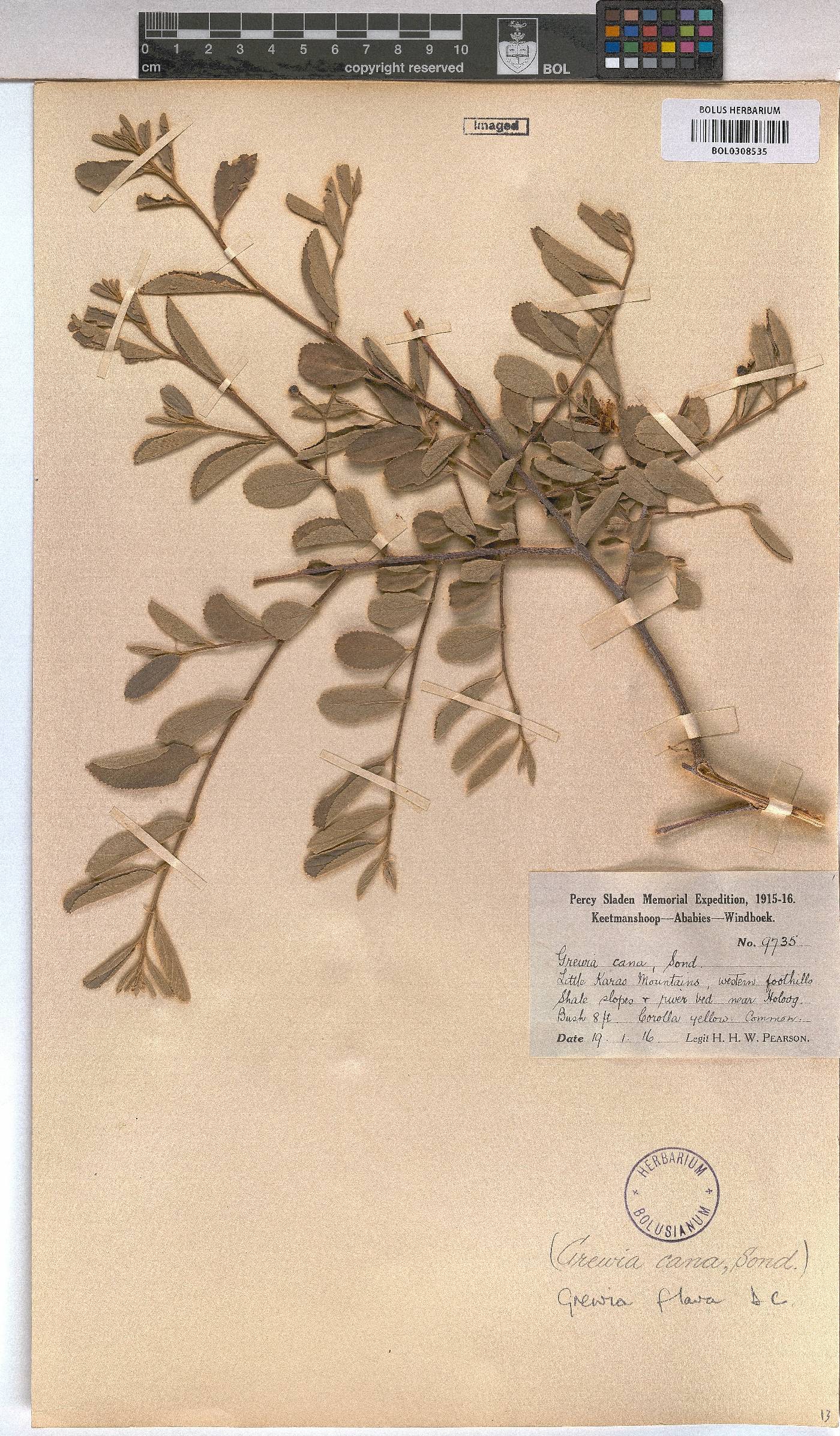 Grewia flava image