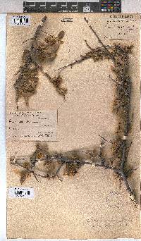 Grewia flava image