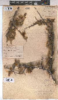 Grewia flava image