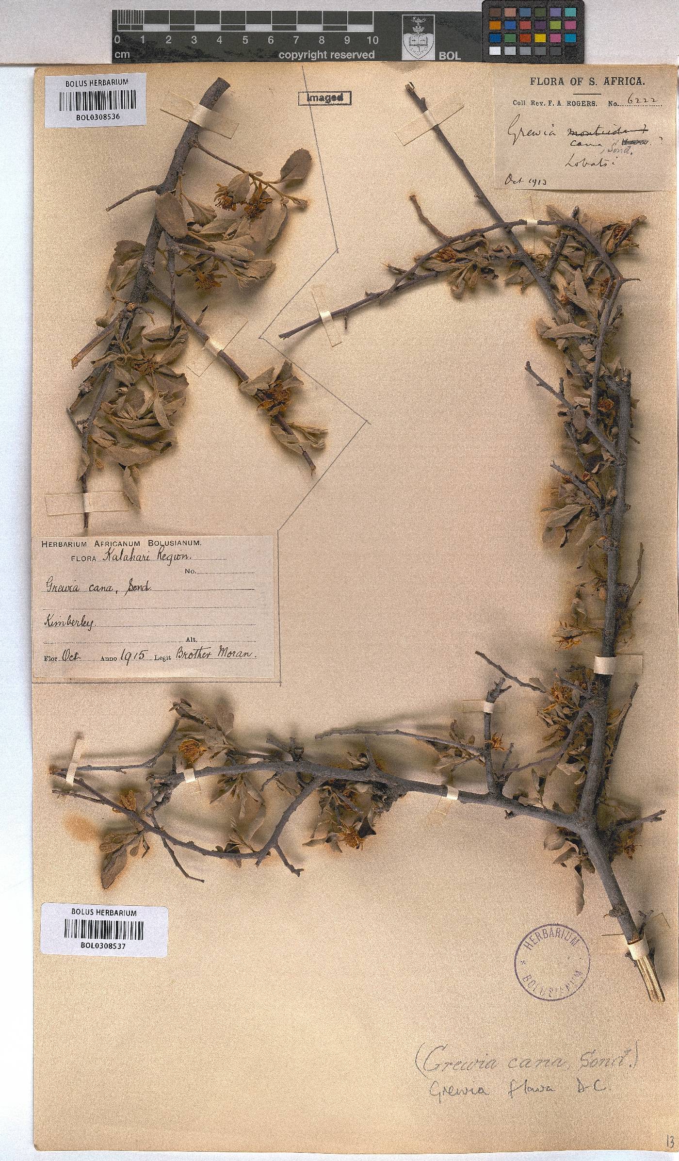 Grewia flava image