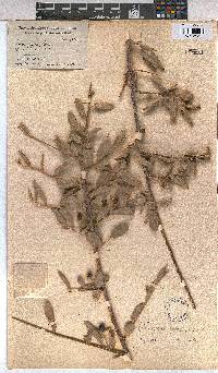 Grewia flava image