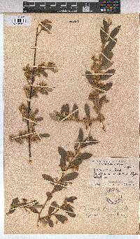 Grewia flava image