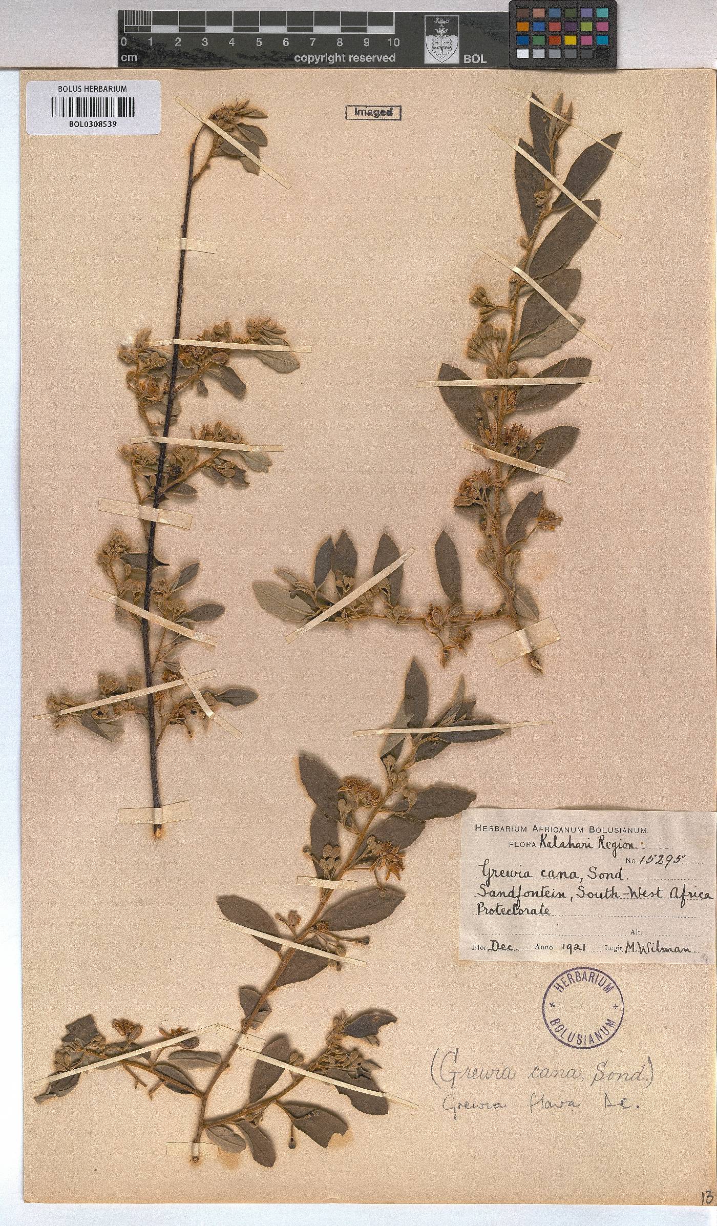 Grewia flava image