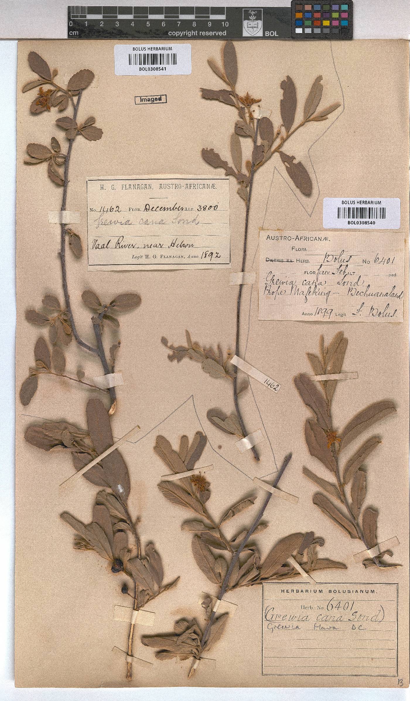 Grewia flava image