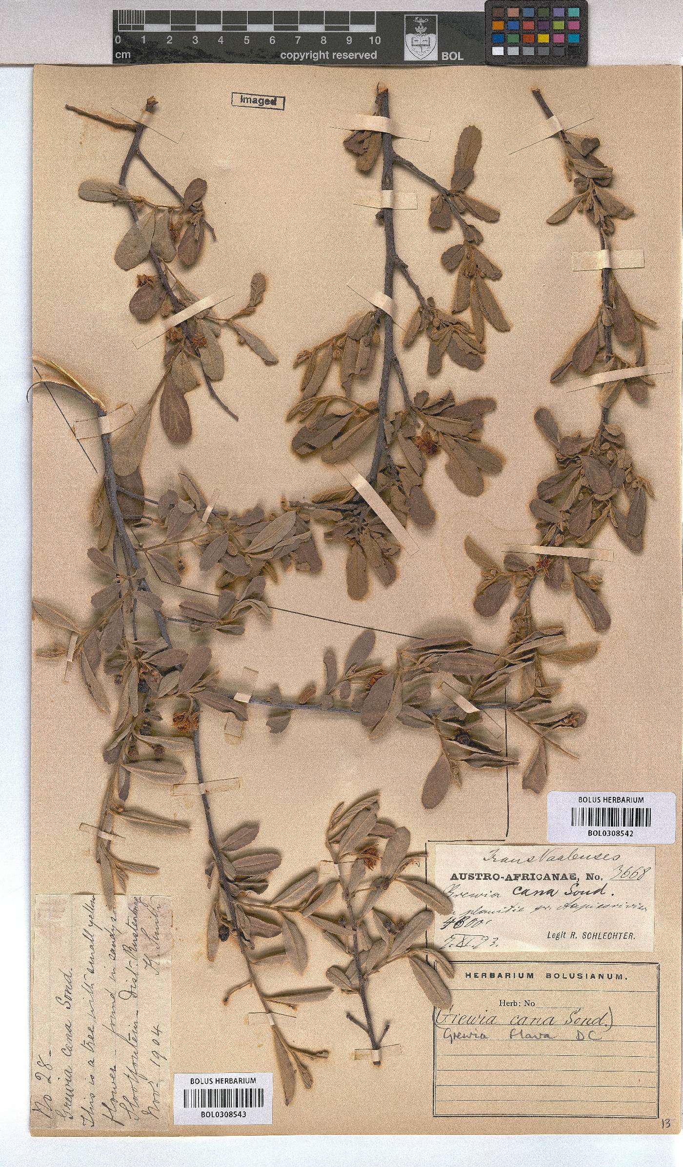 Grewia flava image