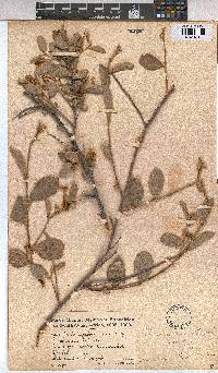 Grewia flava image
