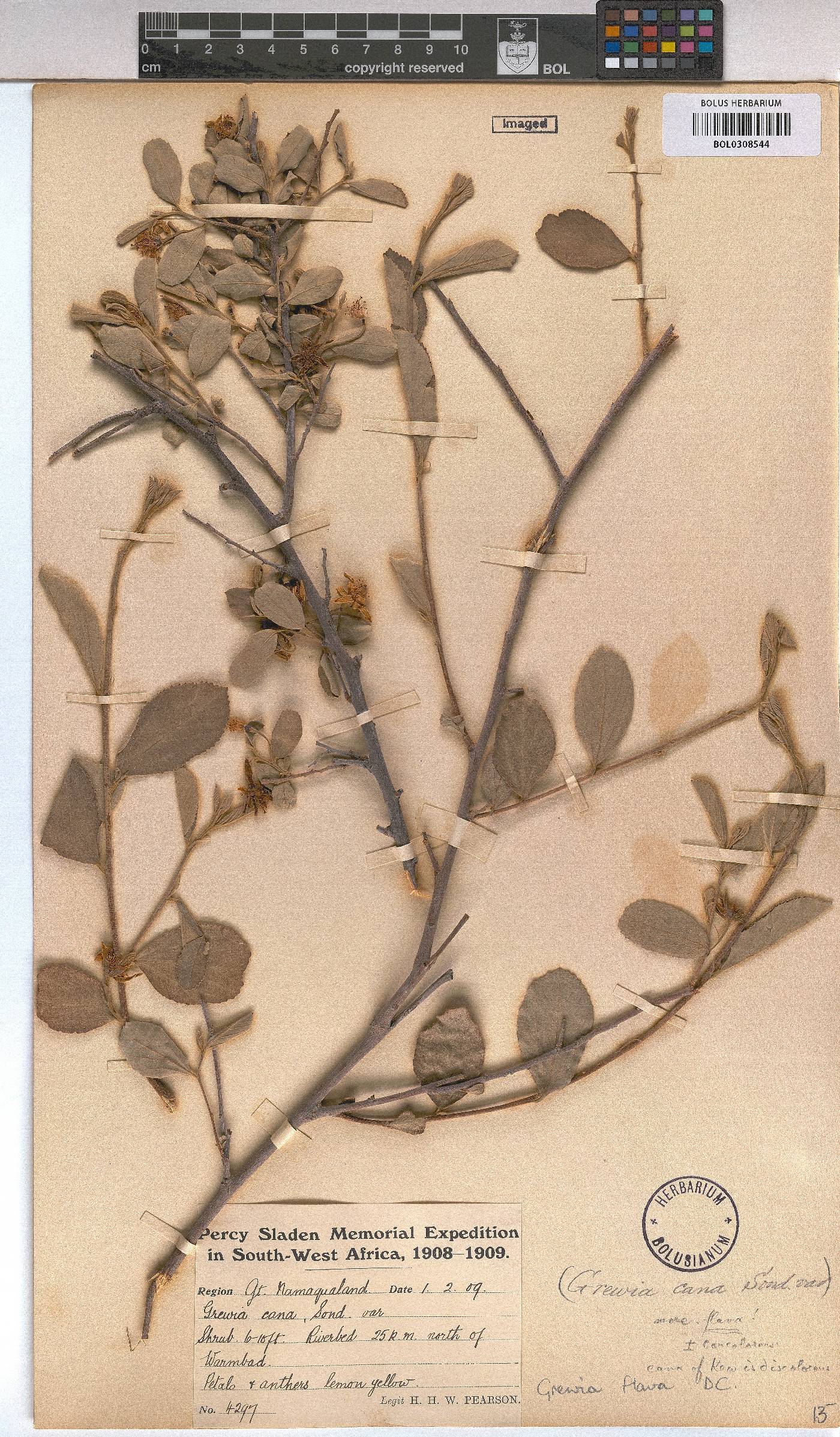 Grewia flava image