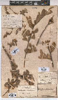 Grewia flava image
