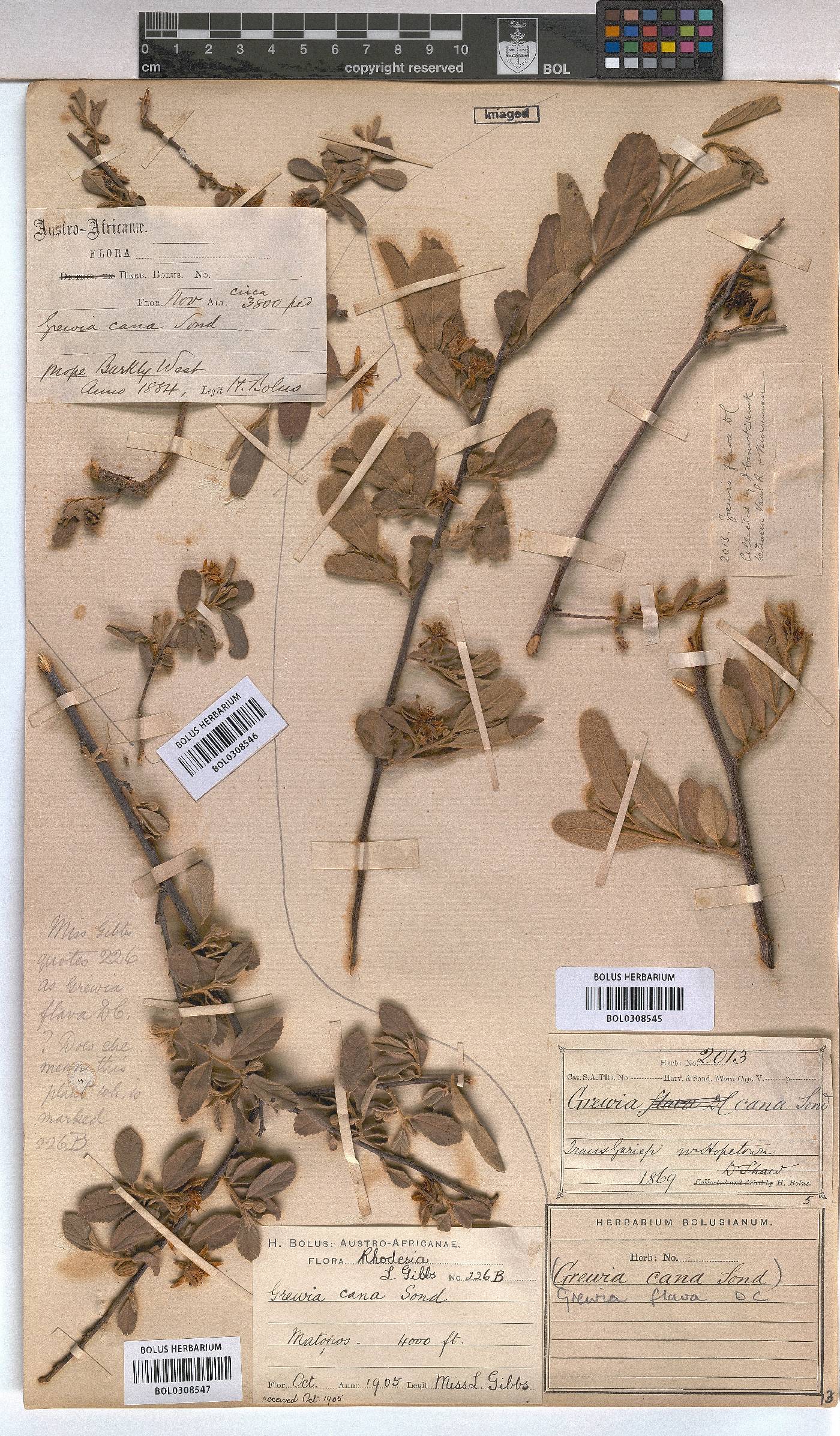 Grewia flava image