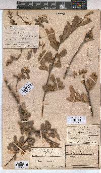 Grewia flava image