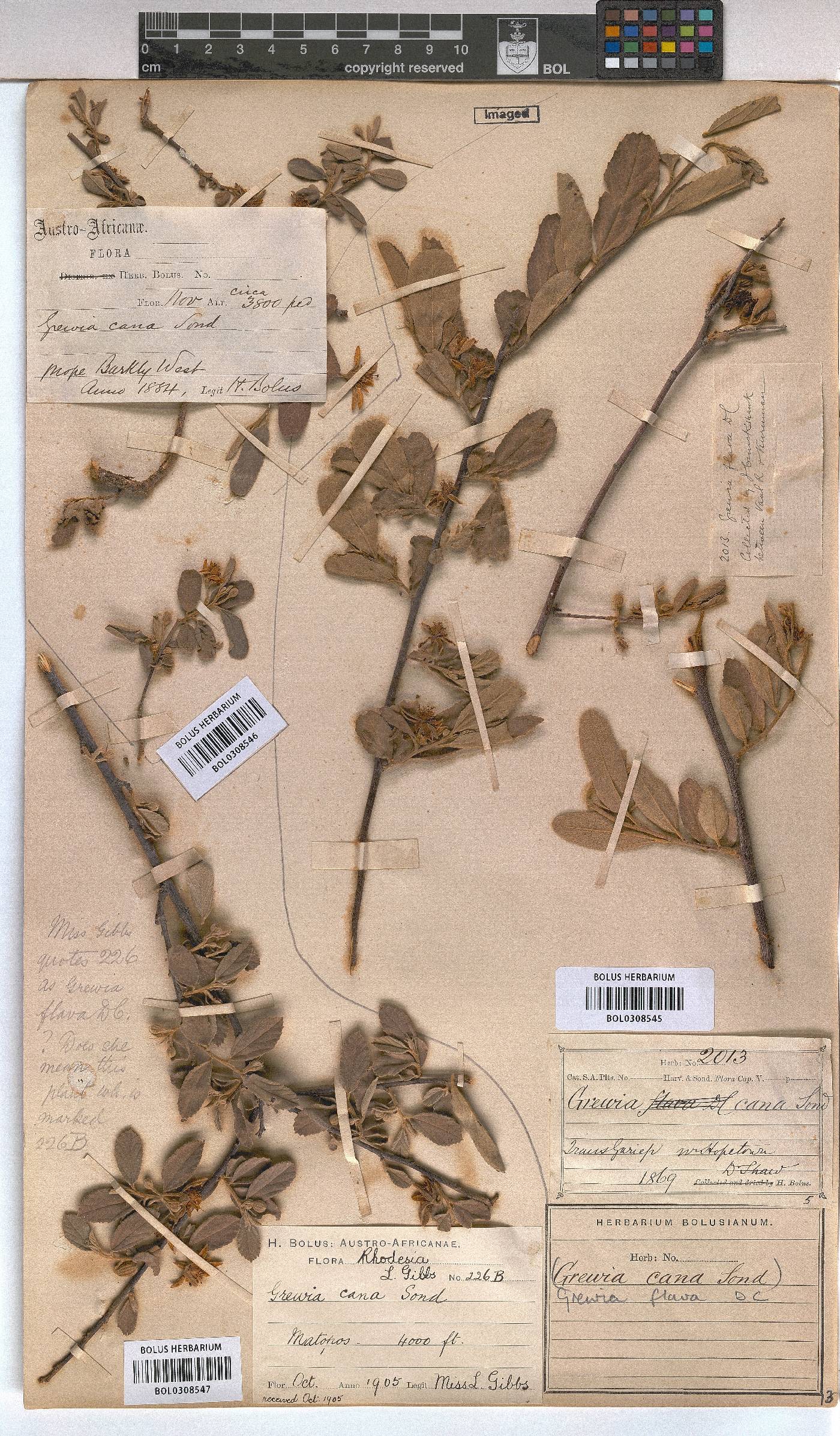 Grewia image