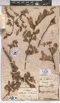 Grewia flava image