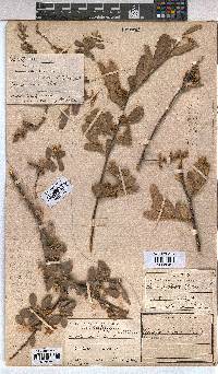 Grewia flava image