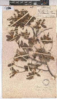 Grewia flava image