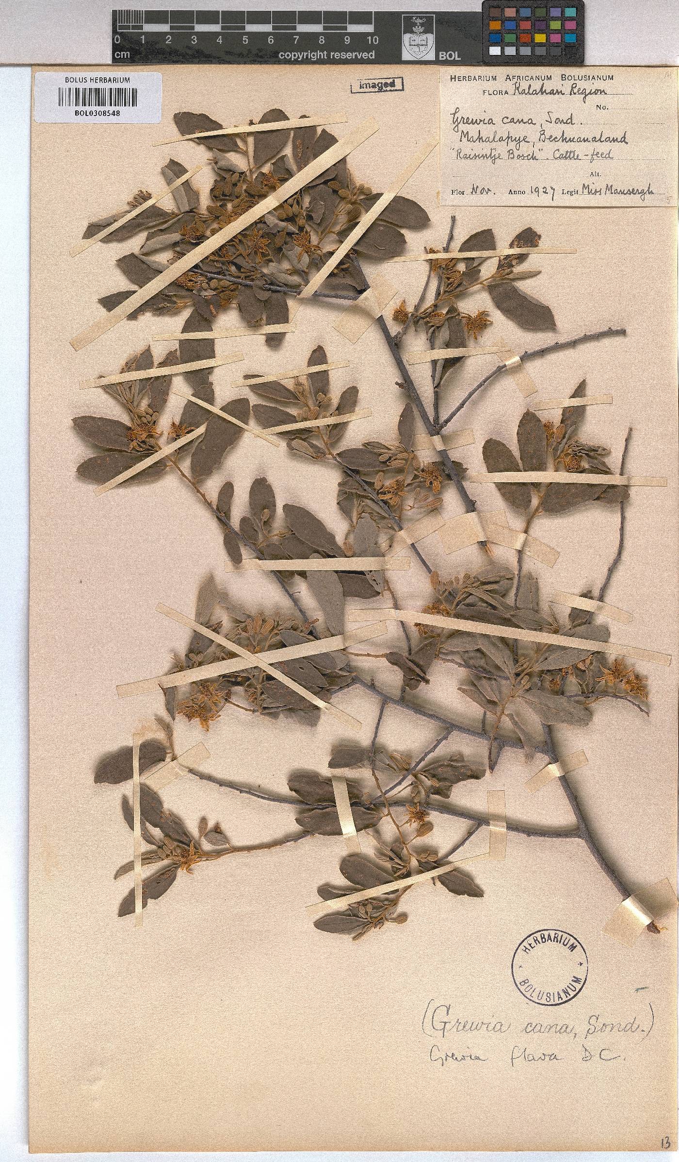 Grewia flava image