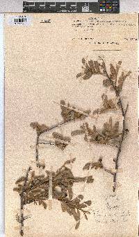 Grewia flava image