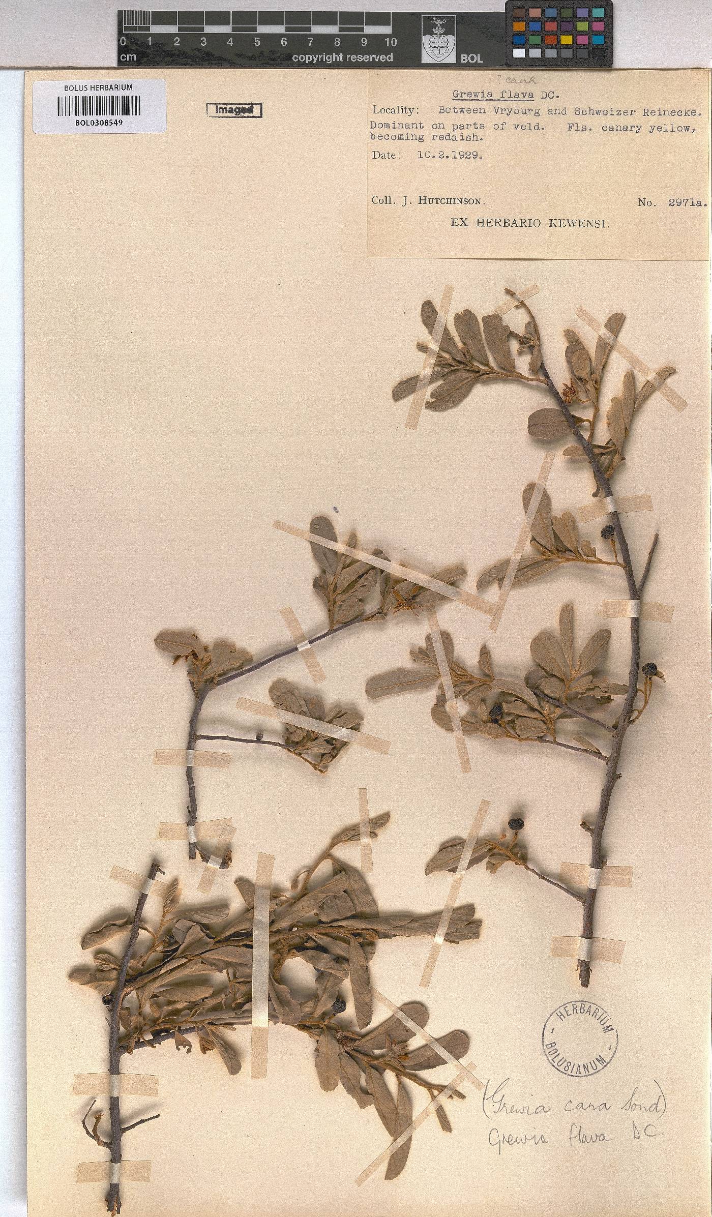 Grewia flava image