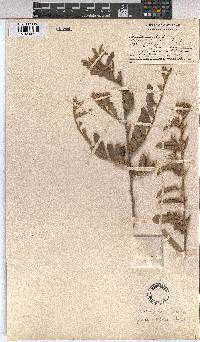 Grewia flava image