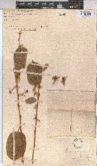 Grewia flava image
