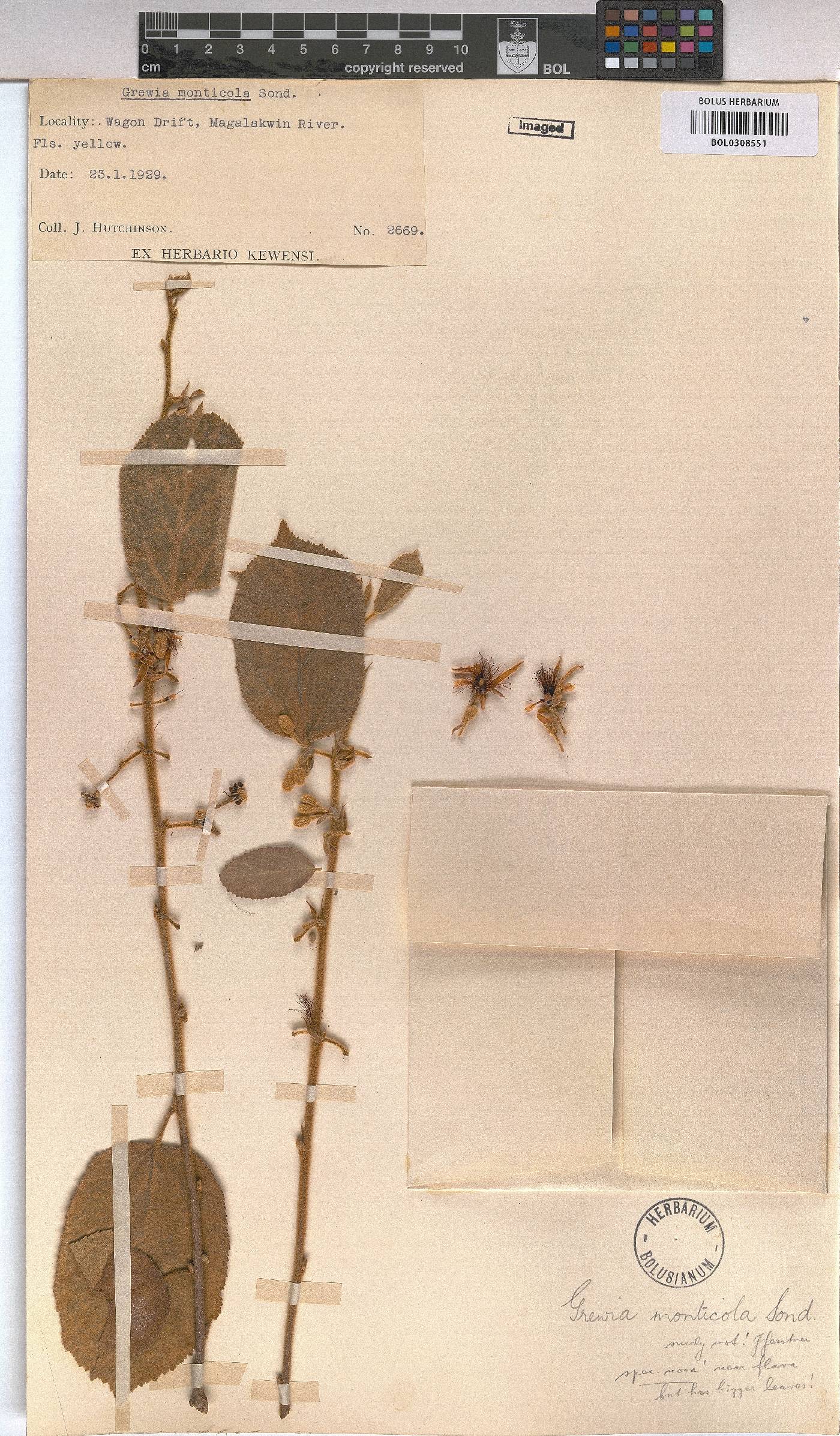 Grewia flava image