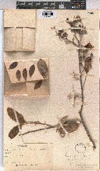 Grewia flava image