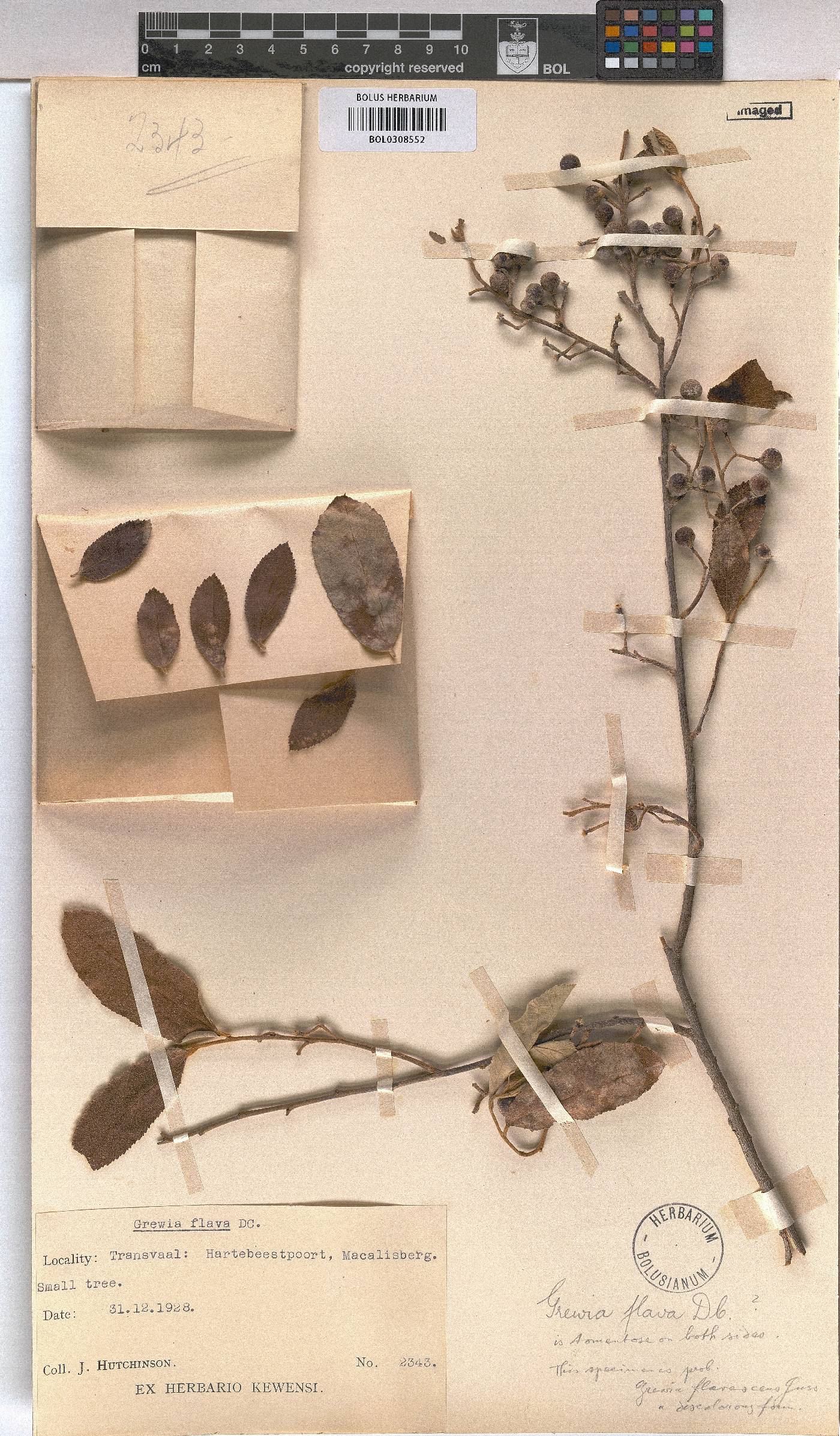 Grewia flava image
