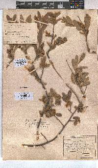 Grewia flava image