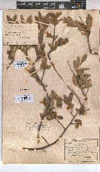 Grewia flava image
