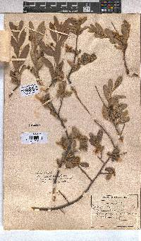 Grewia flava image