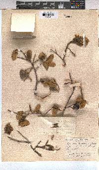 Grewia hexamita image