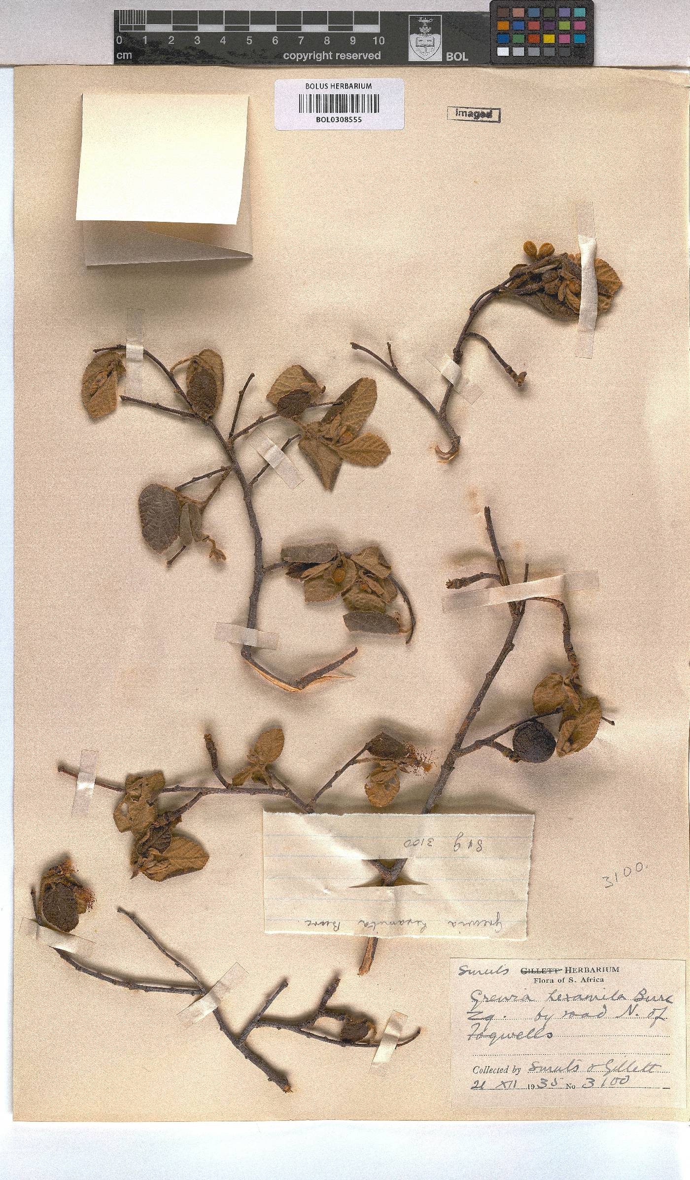 Grewia hexamita image