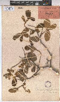 Grewia hexamita image